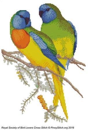 (image for) RSBL Parakeet Splendid